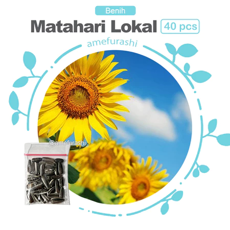 Benih Bibit Biji Bunga Matahari Lokal Sunflower Beauty