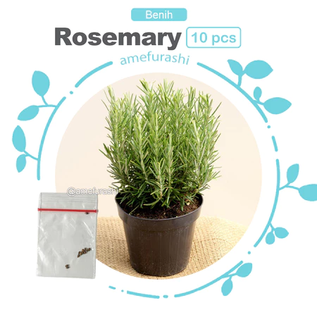 Benih / Bibit / Seed Herbal Rosemary
